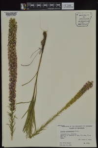 Liatris pycnostachya image