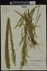 Liatris pycnostachya image