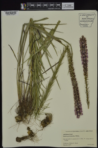 Liatris pycnostachya image