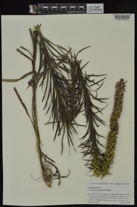 Liatris pycnostachya image