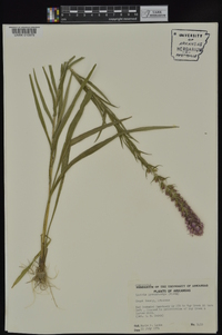 Liatris pycnostachya image