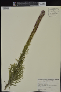 Liatris pycnostachya image