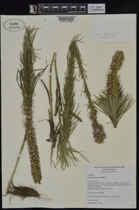 Liatris pycnostachya image