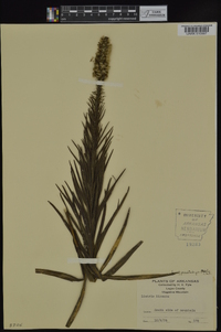 Liatris pycnostachya image