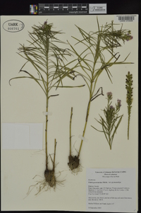 Liatris pycnostachya var. pycnostachya image