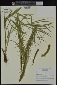 Liatris pycnostachya image