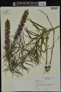 Liatris pycnostachya var. pycnostachya image