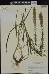 Liatris pycnostachya image