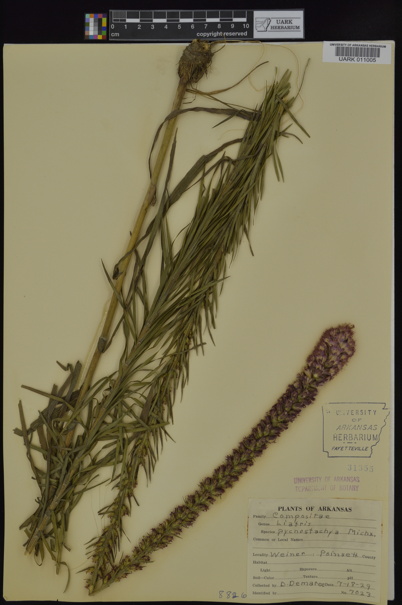 Liatris pycnostachya var. pycnostachya image