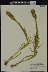 Liatris pycnostachya var. pycnostachya image