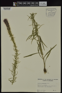 Liatris pycnostachya image