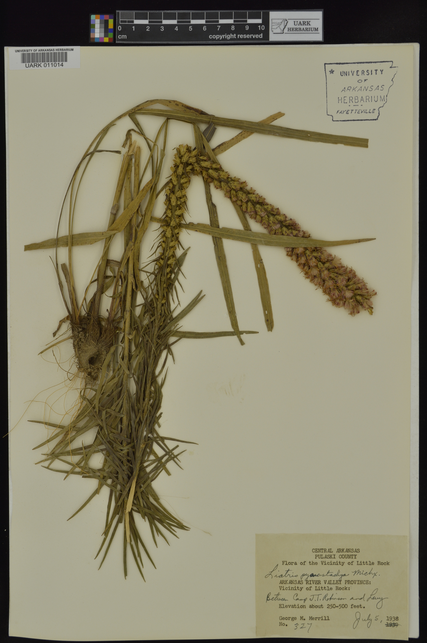 Liatris pycnostachya var. pycnostachya image