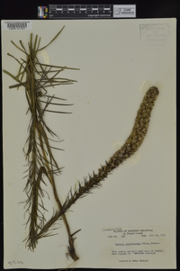 Liatris pycnostachya image