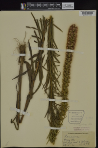 Liatris pycnostachya image