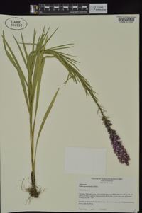 Liatris pycnostachya var. pycnostachya image