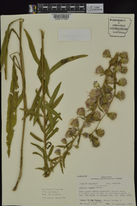 Liatris squarrulosa image