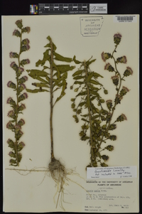 Liatris squarrulosa image