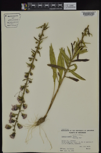 Liatris squarrulosa image