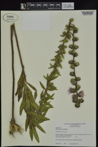 Liatris squarrulosa image