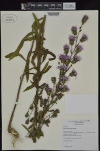 Liatris squarrulosa image