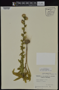 Liatris squarrulosa image