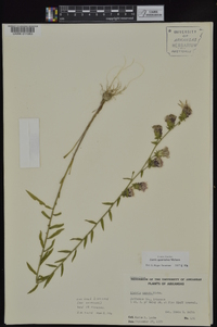 Liatris squarrulosa image