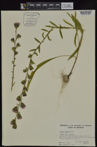 Liatris aspera image