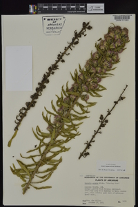 Liatris squarrulosa image