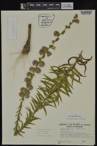 Liatris squarrulosa image