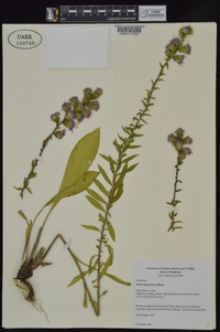 Liatris squarrulosa image