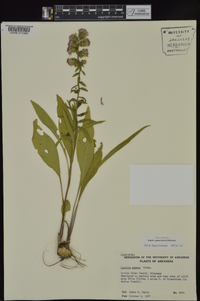 Liatris squarrulosa image