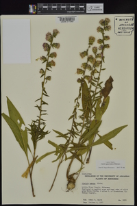 Liatris squarrulosa image