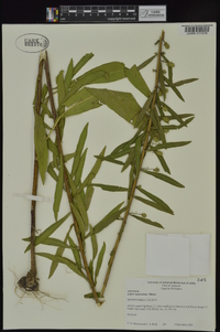 Liatris squarrulosa image