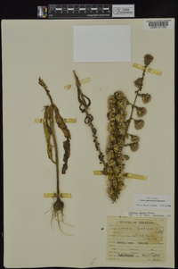 Liatris squarrulosa image