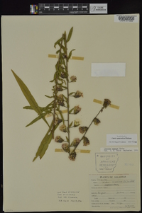 Liatris squarrulosa image