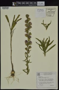 Liatris squarrulosa image