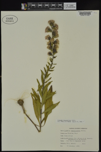 Liatris squarrulosa image