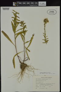 Liatris squarrulosa image