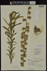 Liatris squarrulosa image