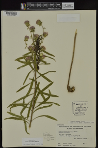 Liatris squarrulosa image