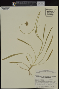 Marshallia caespitosa var. caespitosa image