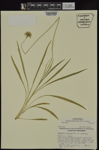 Marshallia caespitosa var. caespitosa image