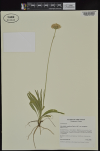 Marshallia caespitosa var. caespitosa image