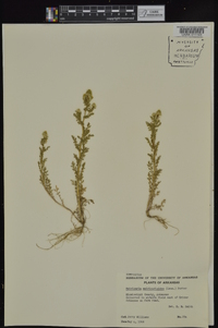 Matricaria discoidea image