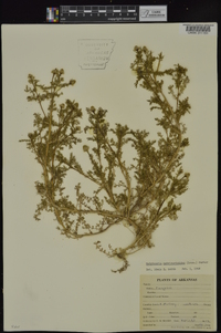 Matricaria discoidea image