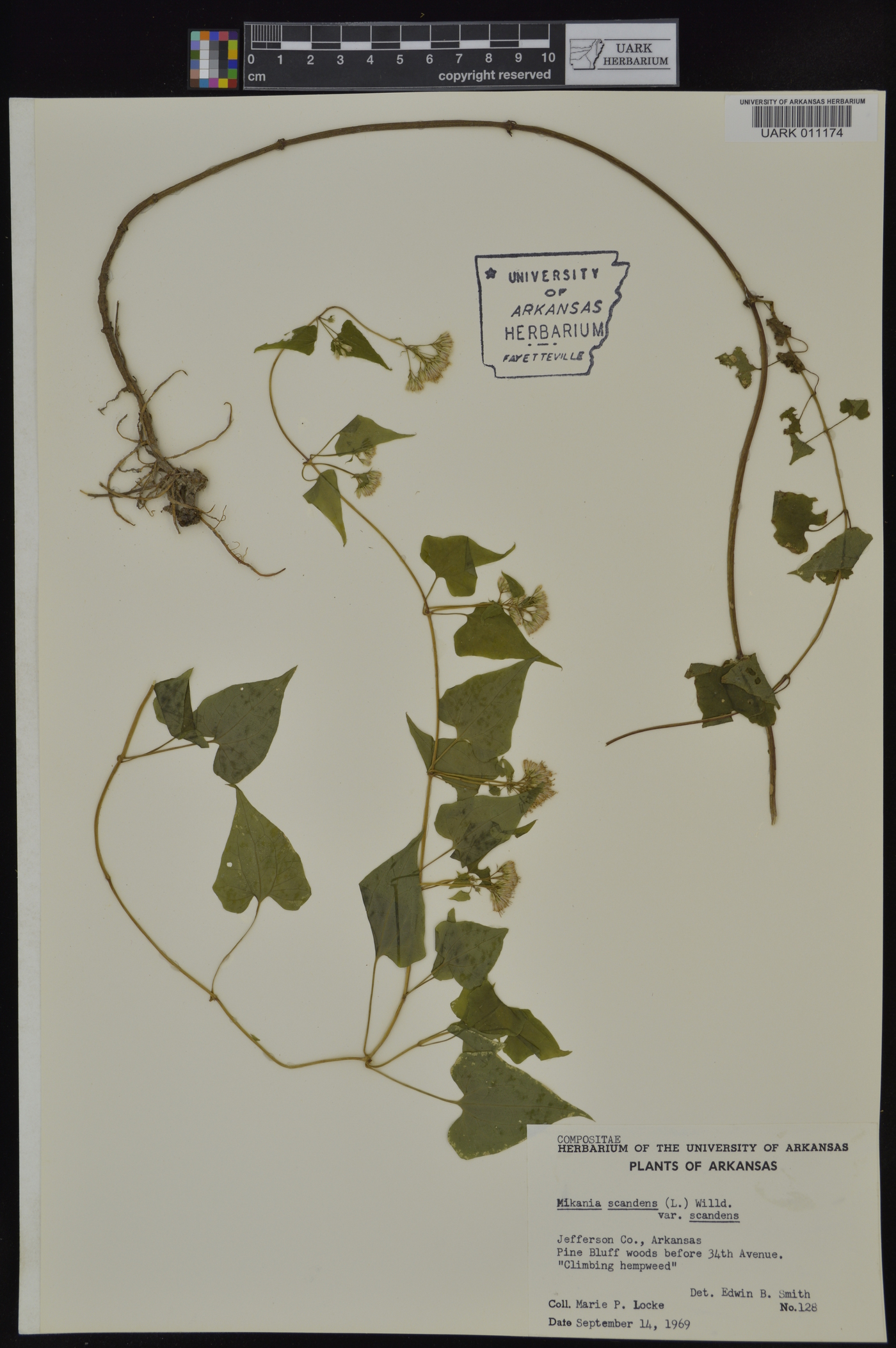 Mikania scandens var. scandens image