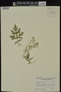 Parthenium hysterophorus image