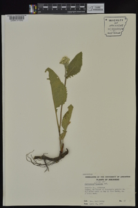 Parthenium hispidum image