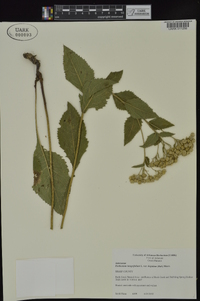 Parthenium hispidum image