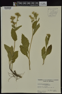 Parthenium integrifolium image